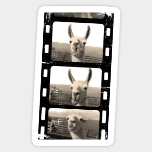 Funny vintage Love llama alpaca photo Sticker